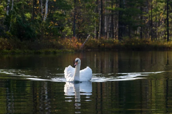 Cygne blanc nage dans l'eau près du rivage — Photo