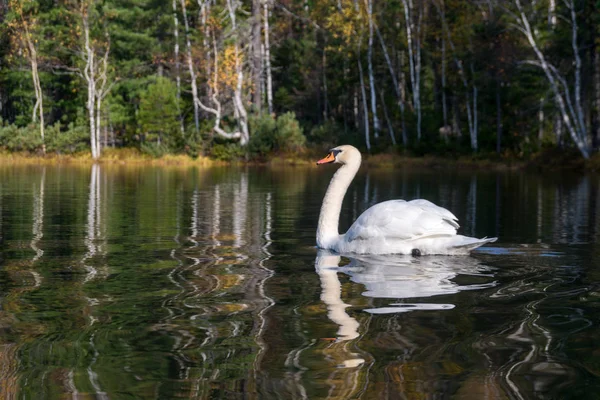 Cisne blanco nada en un lago del bosque — Foto de Stock