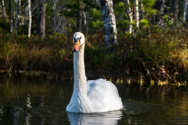 Cisne blanco nada en el agua cerca de la orilla — Foto de Stock