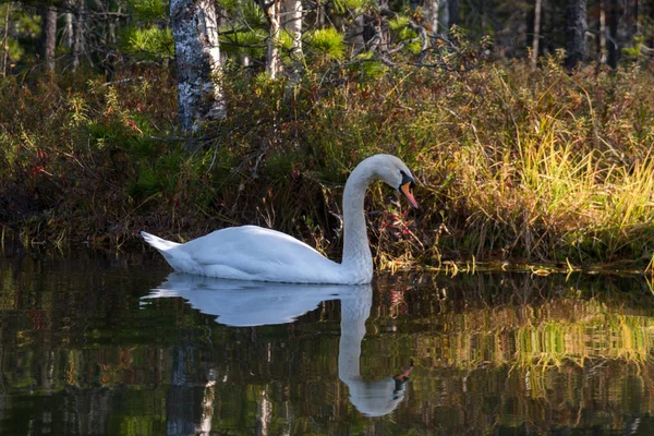 White swan swims in the water near the shore — Stock Photo, Image