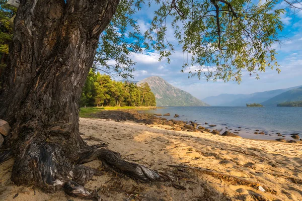 Bel arbre sur la rive du lac Frolikha — Photo