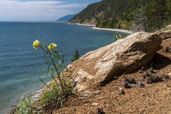 Yellow Flower Shore Lake Baikal — Stock Photo, Image