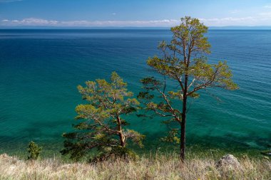 Baykal Gölü kıyısında iki çam ağacı