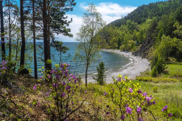 Ledum Buskar Stranden Sjön Baikal — Stockfoto