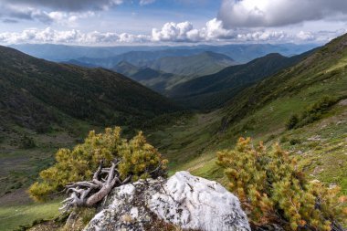 Sedir cücesi dağın kenarında yetişir.
