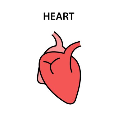 İnsan iç organ kalbi. Sağlıklı güçlü organlar. Vektör çizimi.