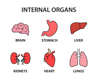 İnsan iç organları simge koleksiyonu. Sağlıklı güçlü organlar. Kalp, karaciğer, beyin, mide, akciğerler, böbrekler. Vektör çizimi.
