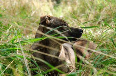 Köpek yeşil çim yatıyor ve etrafına bakıyor