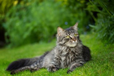 Yeşil çimlerin üzerindeki maine rakunu kedisi