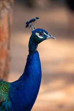 Yunanistan 'ın Kos adasındaki Plaka ormanında yerde duran tavus kuşları