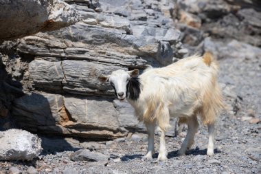 Kayalık arazide duran keçi, Nakışlar Terma, Kos Adası, Yunanistan