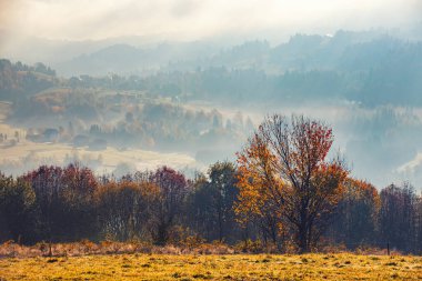 Sonbahar dağ manzarası ve şafak vakti sisli ve güneşli huzurlu manzara, Beskid, Polonya, arka plan veya fotoğraf duvar kağıdı