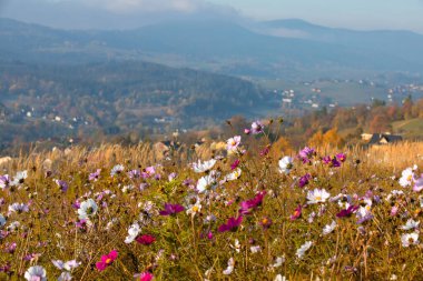 Sonbahar dağ manzarası ve şafak vakti sisli ve güneşli huzurlu manzara, Beskid, Polonya, arka plan veya fotoğraf duvar kağıdı