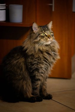 Görkemli Uzun Saçlı Kedi Meraklı ve Zarafetle Bakıyor