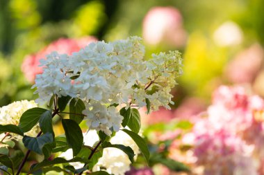 Güzel ortanca paniklemesi 