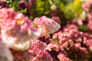 Güzel ortanca paniklemesi 