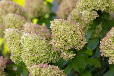 Güzel ortanca paniklemesi 