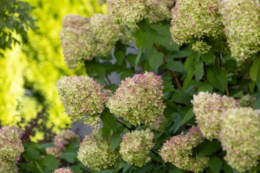 Güzel ortanca paniklemesi 