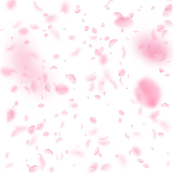 Sakura petals falling down. Romantic pink flowers falling rain. Flying petals on white square background.