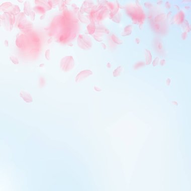 Sakura yaprakları aşağı düşen. Romantik pembe çiçekler degrade. Mavi gökyüzü kare arka plan üzerinde uçan yaprakları.
