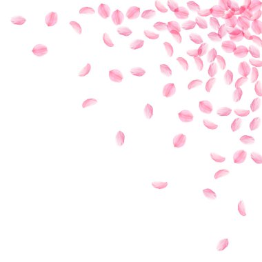 Sakura petals falling down. Romantic pink silky medium flowers. Thick flying cherry petals. clipart