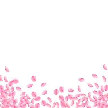 Sakura yaprakları aşağı düşen. Romantik pembe parlak orta çiçekler. Kalın uçan kiraz yaprakları. Kare 