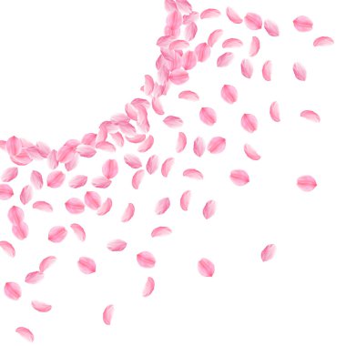 Sakura yaprakları aşağı düşen. Romantik pembe parlak orta çiçekler. Kalın uçan kiraz yaprakları. Sola doğru