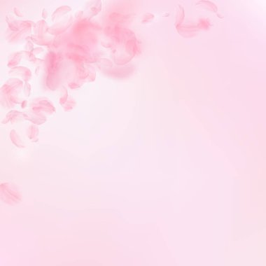 Sakura yaprakları aşağı düşen. Romantik pembe çiçekler köşesi. Yaprakları pembe kare arka plan üzerinde uçan. L