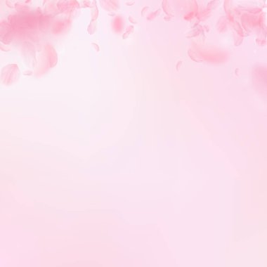 Sakura yaprakları aşağı düşen. Romantik pembe çiçekler degrade. Pembe kare zemin üzerinde uçan yaprakları.