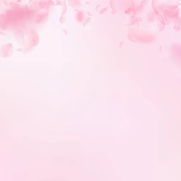 Sakura petals falling down. Romantic pink flowers gradient. Flying petals on pink square background. — Stock Vector