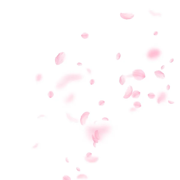 Σακούρα πέταλα πέφτουν κάτω. Ρομαντικό ροζ λουλούδια γωνία. Πεταλούδες σε λευκό τετράγωνο φόντο. — Διανυσματικό Αρχείο