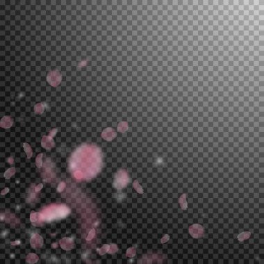 Sakura yaprakları aşağı düşen. Romantik pembe çiçekler köşesi. Şeffaf kare backgr üzerinde uçan yaprakları