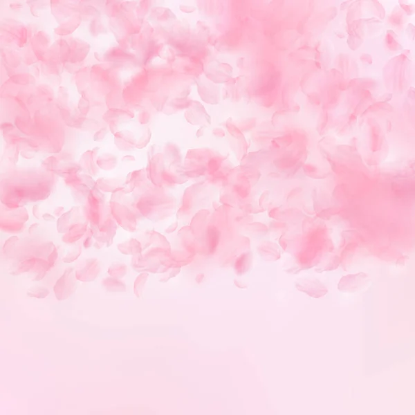 Pétalas Sakura a cair. Gradiente de flores rosa romântico. Pétalas voadoras sobre fundo quadrado rosa . —  Vetores de Stock