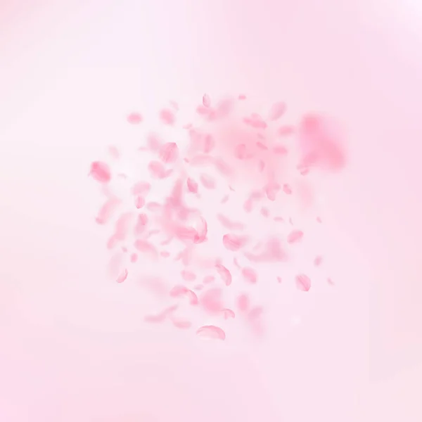 樱花花瓣落下。浪漫的粉红色花朵爆炸。粉红色方形背景上的飞花瓣 — 图库矢量图片