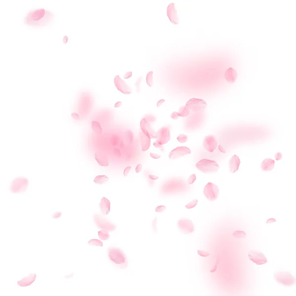 Pétalos Sakura cayendo. Explosión romántica de flores rosas. Pétalos voladores sobre fondo cuadrado blanco — Vector de stock