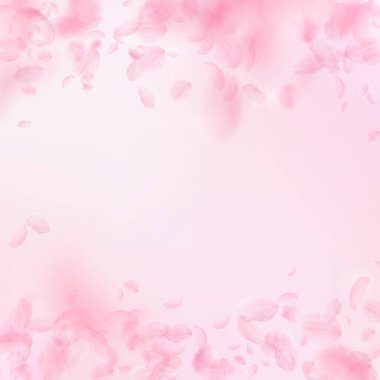 Sakura yaprakları dökülüyor. Romantik pembe çiçekler 