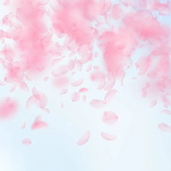 Sakura kronblad faller ner. Romantisk rosa blommor faller regn. Flygande blomblad på blå himmel square bac — Stock vektor
