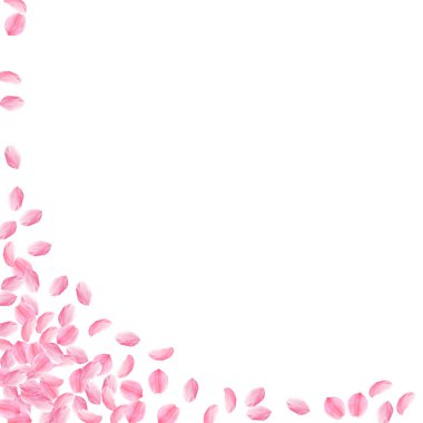 Sakura yaprakları aşağı düşen. Romantik pembe parlak orta çiçekler. Kalın uçan kiraz yaprakları. Kare 