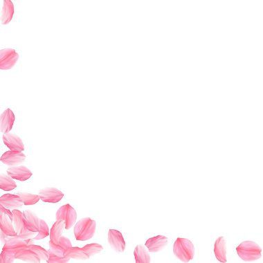 Sakura yaprakları aşağı düşen. Romantik pembe parlak büyük çiçek. Kalın uçan kiraz yaprakları. Kare lef