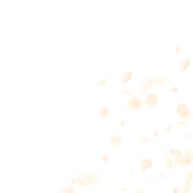 Aşağı düşen sarı turuncu çiçek yaprakları. Büyüleyici romantik çiçekler köşesi. Petal beyaz üzerinde uçan