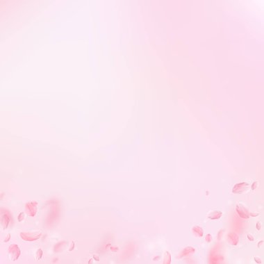 Sakura yaprakları dökülüyor. Romantik pembe çiçekler 