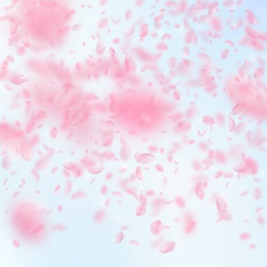 Sakura yaprakları dökülüyor. Romantik pembe çiçekler 