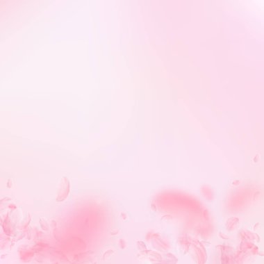 Sakura yaprakları dökülüyor. Romantik pembe çiçekler 