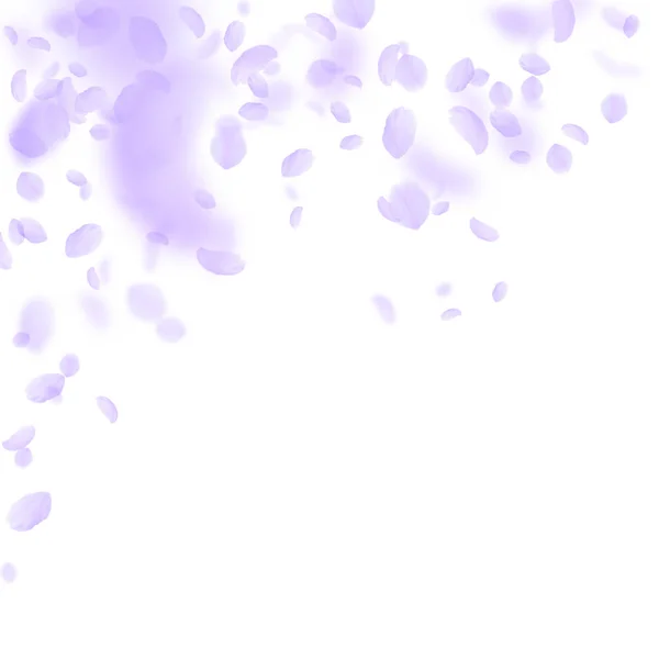 Фіолетові пелюстки квітів падають вниз. Цікавий романтик — стоковий вектор