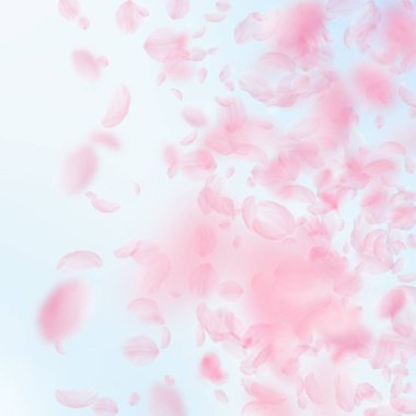 Sakura yaprakları dökülüyor. Romantik pembe çiçekler 