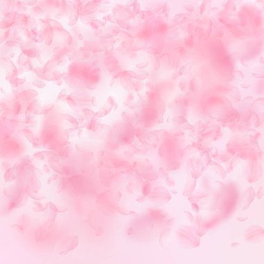 Sakura yaprakları dökülüyor. Romantik pembe çiçekler 