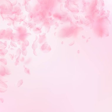 Sakura yaprakları dökülüyor. Romantik pembe çiçekler 