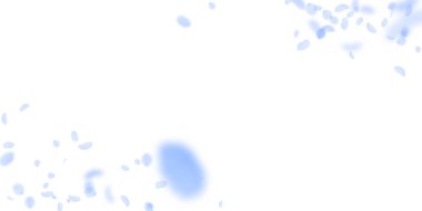 Koyu mavi çiçek yaprakları aşağı düşen. Egzotik Roma