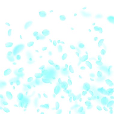 Turkuaz çiçek yaprakları dökülüyor. Muhteşem rom.