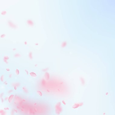 Sakura yaprakları dökülüyor. Romantik pembe çiçekler 